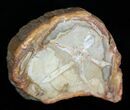 Petrified Wood - Limb Slice From Madagascar #1818-1